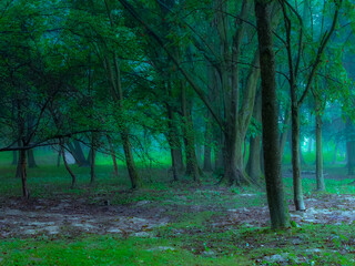 Morning forest in summer in thick fog. Dark gloomy woods, mysterious park.