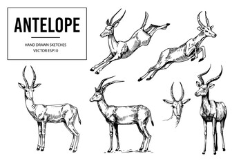Fototapeta na wymiar Antelopes set, gazelle, springbock, hand drawn vector sketch.