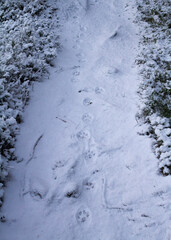 Lynx footprints in the snow on a footpath