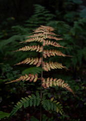 Fern changing color in autumn