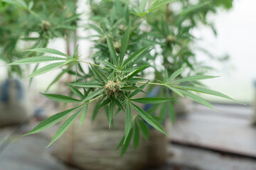 Cannabis or Marijuana or hemp leaf in a greenhouse. weed, herbal alternative medicine, cbd oil, pharmaceutical industry Concept