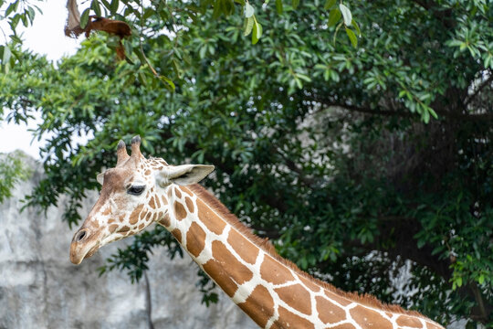 Giraffa camelopardalis reticulata giraffe's head, resting in the field, mexico