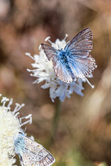 butterfly on flower