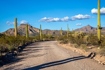 A long way down the road going to Organ Pipe Cactus NM, Arizona