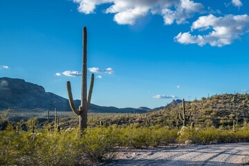 A long way down the road going to Organ Pipe Cactus NM, Arizona