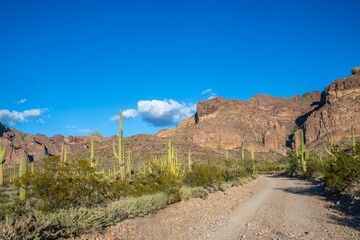 A long way down the road going to Organ Pipe Cactus NM, Arizona