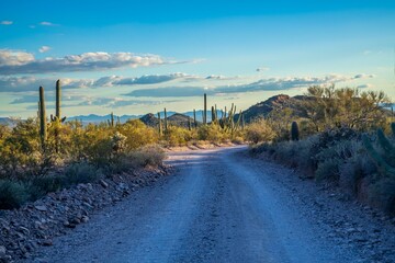 A long way down the road going to Organ Pipe Cactus NM, Arizona