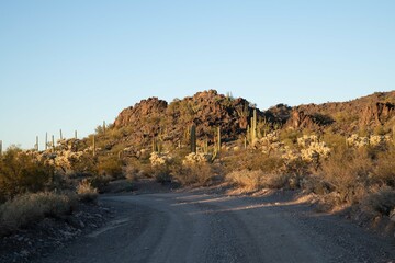 A long way down the road going to Organ Pipe Cactus NM, Arizona