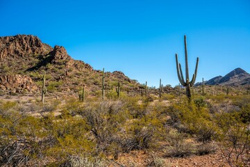An overlooking view of Organ Pipe Cactus NM, Arizona