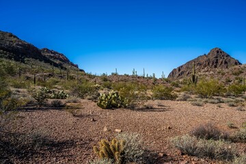 An overlooking view of Organ Pipe Cactus NM, Arizona