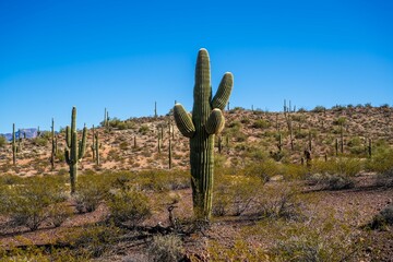 An overlooking view of Organ Pipe Cactus NM, Arizona