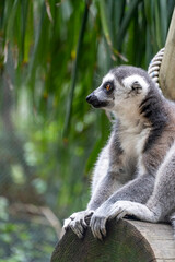 anillsfs tailed lemur, Lemuroidea, sitting quietly on a branch observing humans, mexico