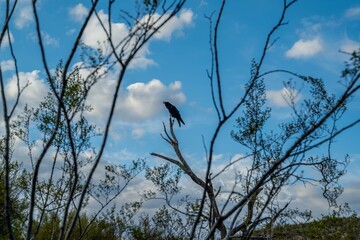 A Common Raven in Organ Pipe Cactus NM, Arizona