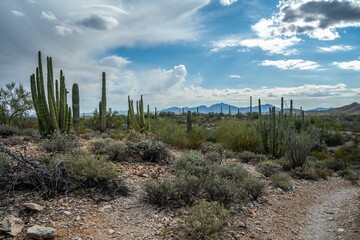 An overlooking view of Organ Pipe Cactus NM, Arizona