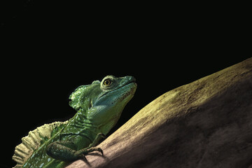 green lizard