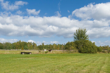 Fototapeta premium Green meadow and trees. Blue sky with clouds in August