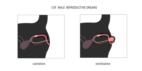 Two methods of male cats sterilization with and without testicles removal. Medical flat chart. © Aqua Art