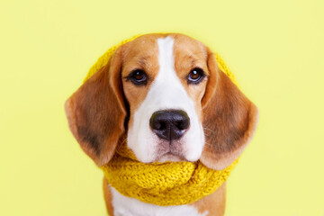 A beagle dog in a knitted yellow scarf or snood on a yellow isolated background. Autumn concept.