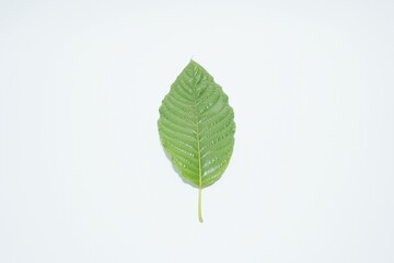 Naklejka na ściany i meble green leaf with water drops Mitragyna speciosa or hut on white background, herbs