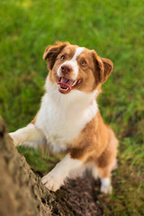 Miniature American Shepherd dog portrait. Cute dog in summer