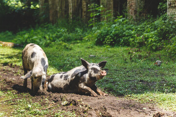 Naklejka na ściany i meble Pigs on rural road