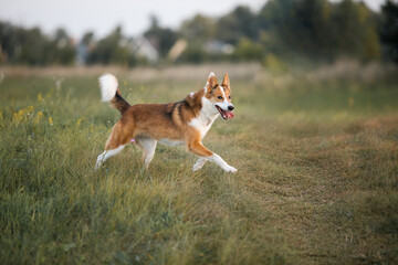 Brown mixed breed dog with tongue out and happy face on the walk