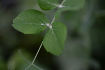 raindrops on a pea leaf, rain, outdoors, leaf, drop, after rain, water, water drop, water reflection, climate, flower petals, brace, drizzle rain, weather, white rose, butterfly peas, light reflection