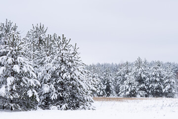 Snow covered fir trees in the winter nature forest.