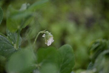 raindrops on a pea leaf, rain, outdoors, leaf, drop, after rain, water, water drop, water reflection, climate, flower petals, brace, drizzle rain, weather, white rose, butterfly peas, light reflection