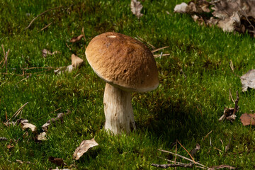 Boletus edulis English: cep, penny bun, porcino, or king bolete, usually called porcini.