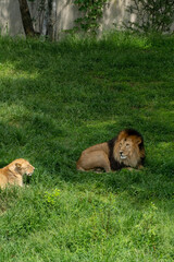 lion and lioness sitting resting on the grass, zoo mexico