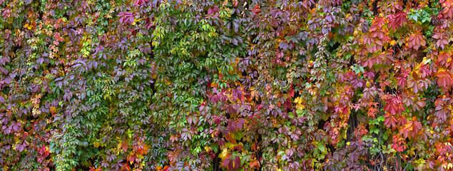 Colorful Autumn Virginia Creeper, Wild Grape Background. Abstract Purple, Red and Orange Autumn...