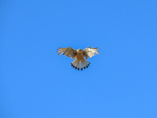 kestrel a bird of prey species belonging to the kestrel group of the falcon family hovering against a background of bright blue sky