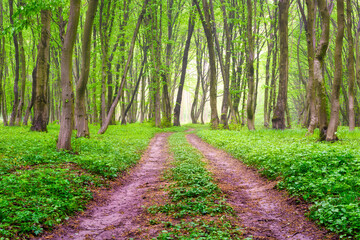 Fog in the spring forest. Soft light. A natural landscape after rain in the forest. Road through the forest. Landscape as a background for the design and wallpaper.