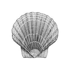 Scallop vector sketch. Drawn illustration of shell
