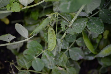 raindrops on a pea leaf, rain, outdoors, leaf, drop, after rain, water, water drop, water reflection, climate, flower petals, brace, drizzle rain, weather, white rose, butterfly peas, light reflection