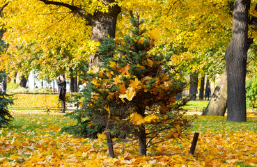 A coniferous tree in the park is covered with yellow leaves that have fallen from the trees. autumn photo
