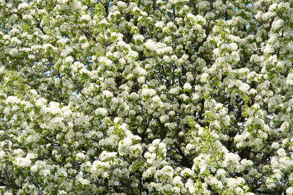 Canvas Prints spring tree, blossom apple trees on a beautiful background	