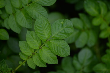 potato bushes, green young leaves potato close-up, leaf veins, stems of a nightshade plant, against the background of black soil, background, organic vegetable garden