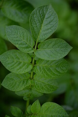 potato bushes, green young leaves potato close-up, leaf veins, stems of a nightshade plant, against the background of black soil, background, organic vegetable garden