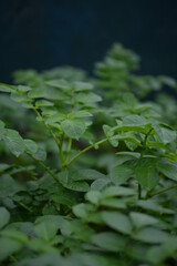 potato bushes, green young leaves potato close-up, leaf veins, stems of a nightshade plant, against the background of black soil, background, organic vegetable garden