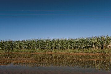 cornfield with a river and blue sky