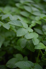 Fototapeta na wymiar potato bushes, green young leaves potato close-up, leaf veins, stems of a nightshade plant, against the background of black soil, background, organic vegetable garden