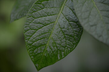 potato bushes, green young leaves potato close-up, leaf veins, stems of a nightshade plant, against the background of black soil, background, organic vegetable garden