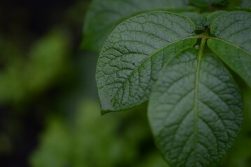 potato bushes, green young leaves potato close-up, leaf veins, stems of a nightshade plant, against the background of black soil, background, organic vegetable garden