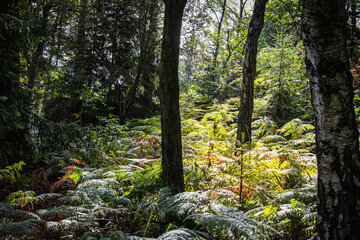 tree in the woods