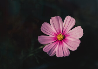 Close-up of Sonata Pink Blush or Cosmos Bipinnatus in bloom against a dark blurred background. Flower macro photography in moody tones and empty space for text