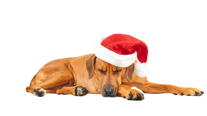 Sleeping dog in red Santa Claus hat isolated on white background Christmas dog