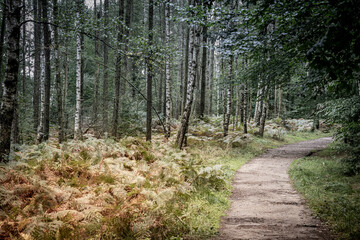 path in the woods