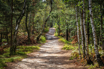 footpath in the woods